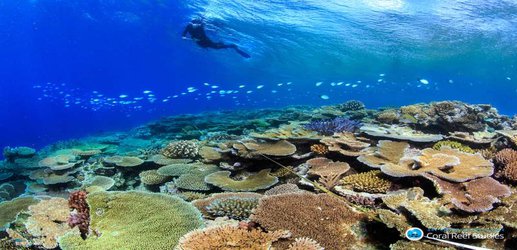 The Great Barrier Reef is fighting back by losing weak species