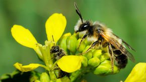 Male and female bees have radically different taste in flowers