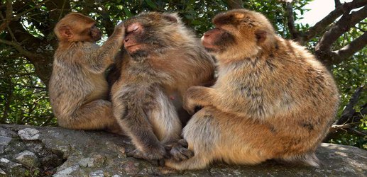 Monkeys chill out just from seeing their friends being groomed