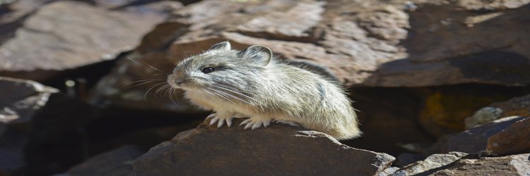 It’s in the genes – potential hope for pikas hit by climate change