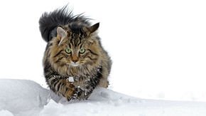 Viking cat skeletons reveal a surprising growth in the size of felines over time