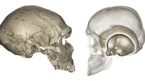 Why modern humans have round heads