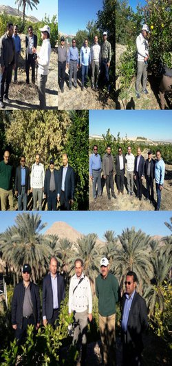 بازدید رئیس پژوهشکده مرکبات و میوه های نیمه گرمسیری از باغ های مرکبات جهرم، قیر و کارزین در استان فارس