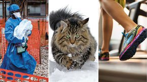 Top stories: Ebola outbreak challenges, Viking cats, and a new kind of placebo