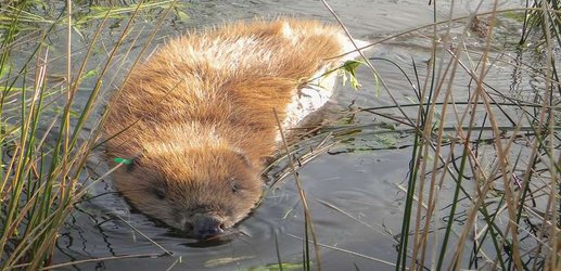 The secret site in England where beavers control the landscape