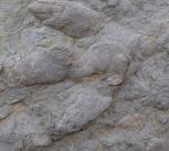 ‘Treasure trove’ of dinosaur footprints found in southern England