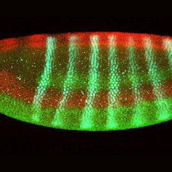 Regulating the Rapidly Developing Fruit Fly