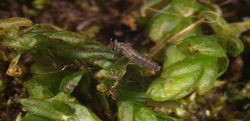 A swarming asexual midge is island hopping towards Antarctica