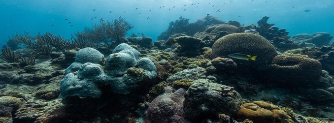 To Help Corals Fight Back, Scientists Are Breeding Populations Separated by Hundreds of Miles