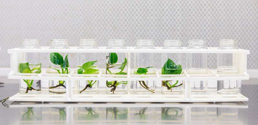 House plants don’t clean your air that much – but this GM pothos might