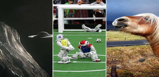 2018’s weirdest stories: Friendly horses, toddler robots and moonmoons