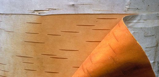Gel made from birch bark reduces skin scarring from cuts and burns