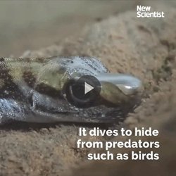 Scuba-diving lizard can stay underwater for at least 16 minutes