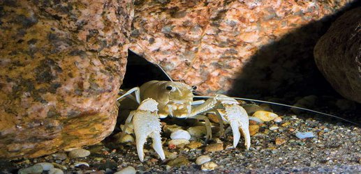 Crayfish experience something like anxiety when they shed their armour