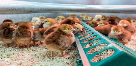 Baby chicks could be given faecal transplants to ward off infections