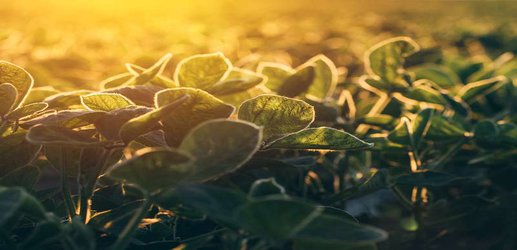 Fixing a flaw in photosynthesis could massively boost food production