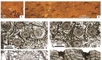 کشف دو گونه فسیل مرجانی جدید متعلق به شاخه کنیداریا در ایران مرکزی (بلوک یزد)