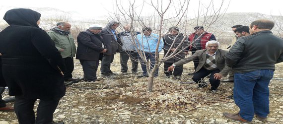 کارگاه آموزشی نحوه هرس سیب در شهرستان بویراحمد برگزار شد