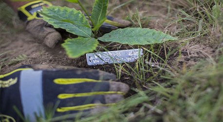 Transgenic trees face rocky path from the farm to the forest