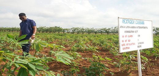 How African scientists are improving cassava to help feed the world