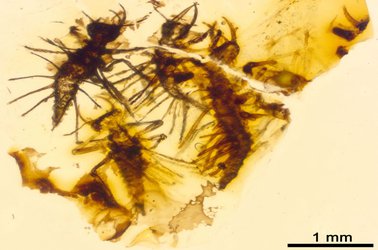 Newborn insects trapped in amber show first fossil evidence of how to crack an egg
