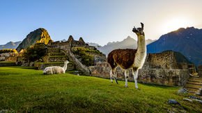 Mites that feed on llama poop may track the rise and fall of the Incan Empire
