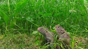 Monogamy may have a telltale signature of gene activity