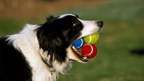 Dog breeds really do have distinct personalities—and they’re rooted in DNA