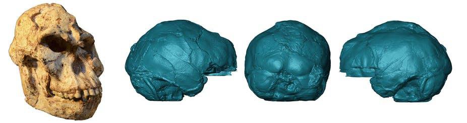 Detailed Scans of Ancient Human Skull Reveal Structure of the Brain and Inner Ear