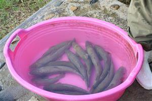 تکثیر ماهیان آزاد دریای خزر