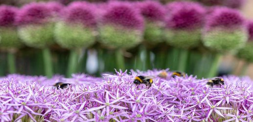Rich people's gardens are better for bees and other pollinators