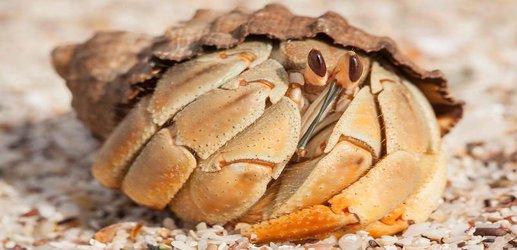 Long penises help hermit crabs avoid being robbed during sex