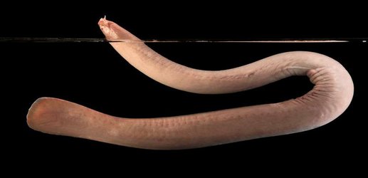 How hagfish can make enough slime to clog a shark's jaws in seconds