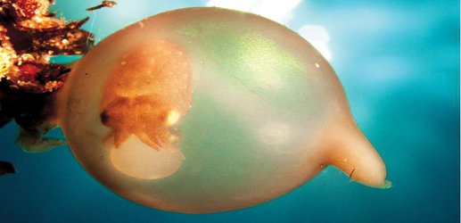 Cuttlefish embryos can see and recognise predators before they hatch