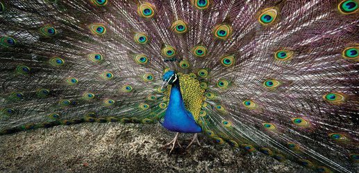 Peacocks might use their showy tails for covert communication