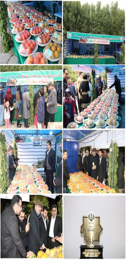 حضور فعال مرکز تحقیقات و آموزش کشاورزی و منابع طبیعی صفی آباد- دزفول در جشنواره مرکبات به مناسبت هفته فرهنگی شهرستان دزفول