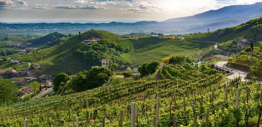 Every bottle of prosecco may erode 4.4 kilograms of Italian hillside