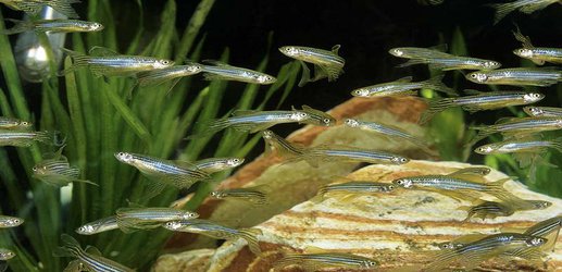 Probability helps zebrafish stay in schools when faced with predators