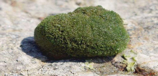 Some snails wear jackets made of algae to protect them from the sun