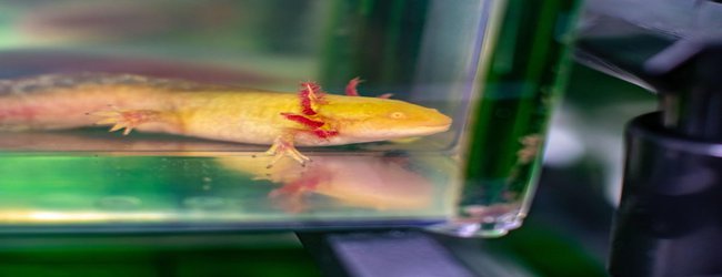 Complete Axolotl Genome Could Reveal the Secret of Regenerating Tissues