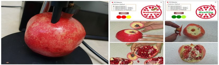 تشخیص غیرمخرب انارهای آلوده به آفت کرم گلوگاه به شیوه اپتیکی