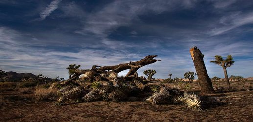 National parks pick up the pieces after month-long US shutdown