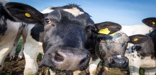 Using CRISPR to stop male cows being born may reduce animal suffering