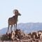 Ten Fun Facts About Rams, the Animals