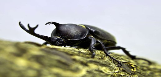 Rhinoceros beetles have weird mouth gears that help them chew