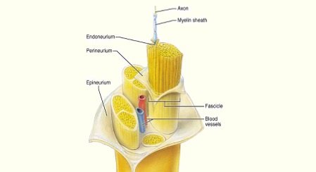 بهبود روش‌های ترمیم نخاع با استفاده از میدان مغناطیسی ایستا (SMF)
