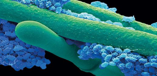The ancestor of all creatures on Earth lived a lukewarm lifestyle