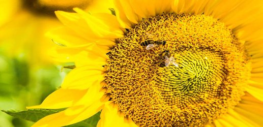 Bees can pass a simple maths test but they might just be cheating