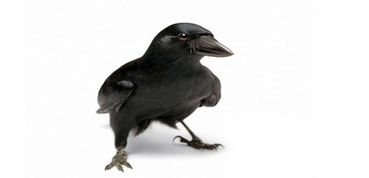 Crows can solve a tricky puzzle box by planning ahead and using tools