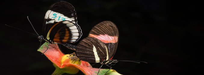 The Reason These Poisonous Butterflies Don't Mate Is Written in Their DNA